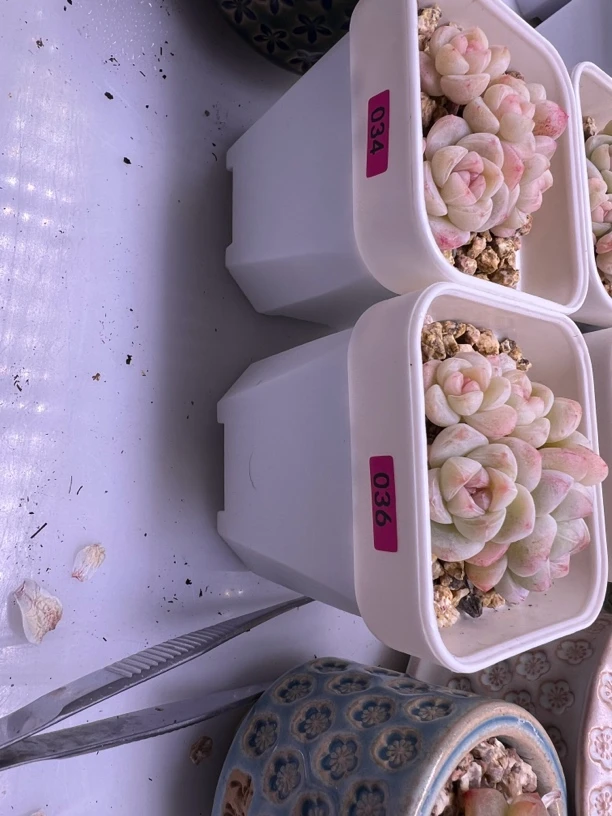 冰玉3436号 一物一拍 多肉植物