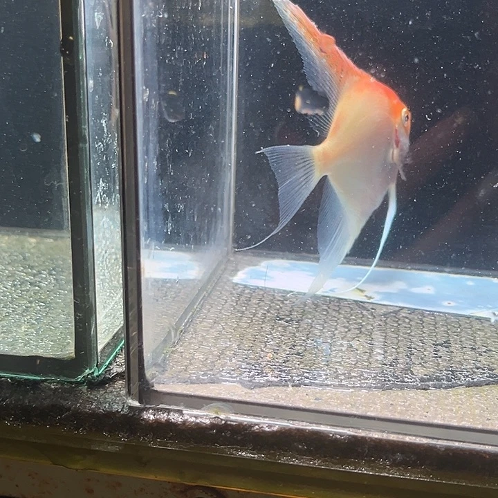 海水红背金顶各1三间5女王3