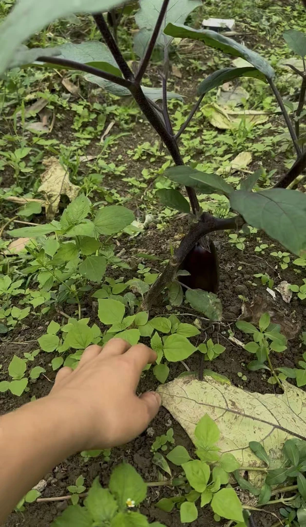 贵州高山生态茄子紫色茄子紫皮茄子紫色紫茄子新鲜