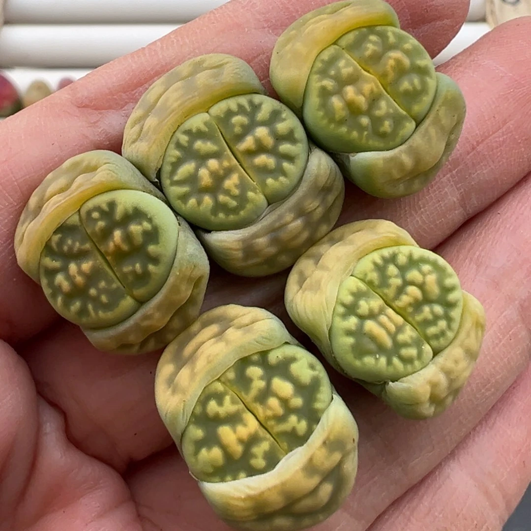 3.6好看的多肉脱土发货207