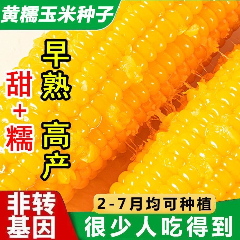 高产春季黄金糯玉米种子四季早熟黄色香甜软糯非转基因黄玉米种子