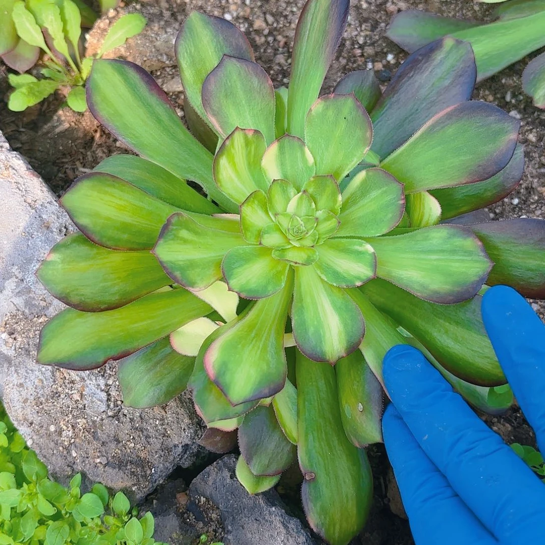 绍七彩手捧多肉植物