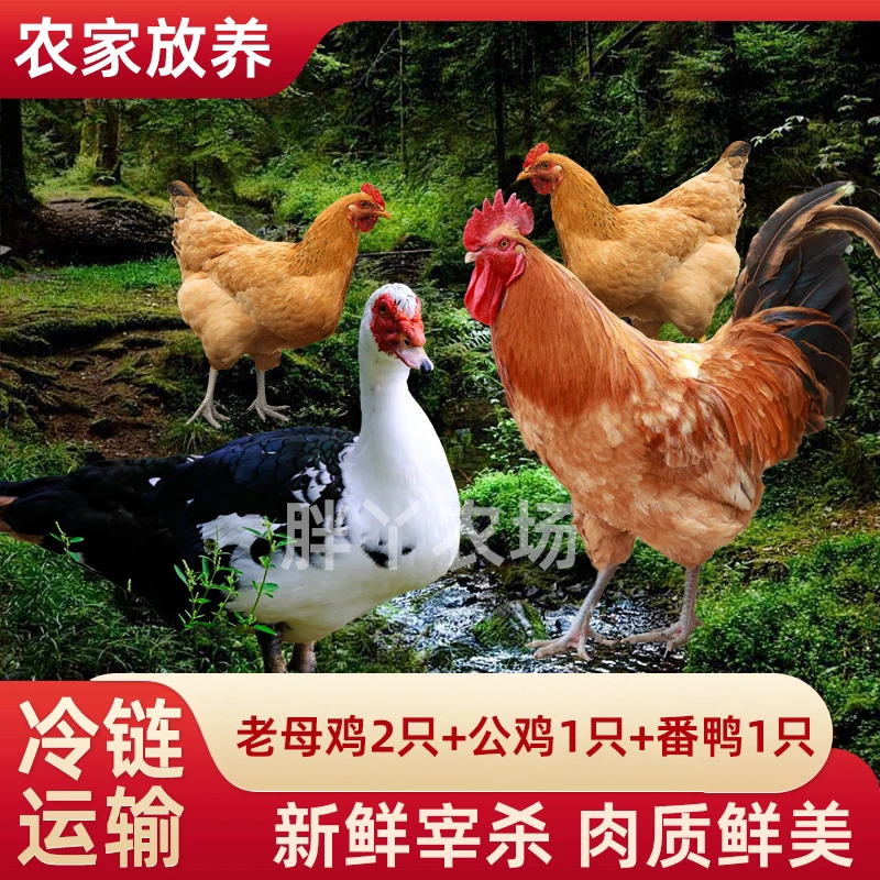 【中秋佳节】组合2只2年母鸡+赠1只公鸡+赠1只番鸭到手4只净重11斤