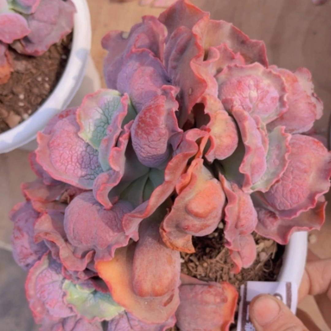 【闪购商品】男爵14135