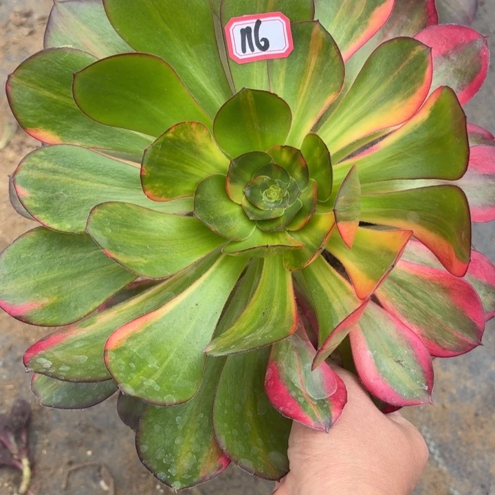 巫毒七彩花脸116