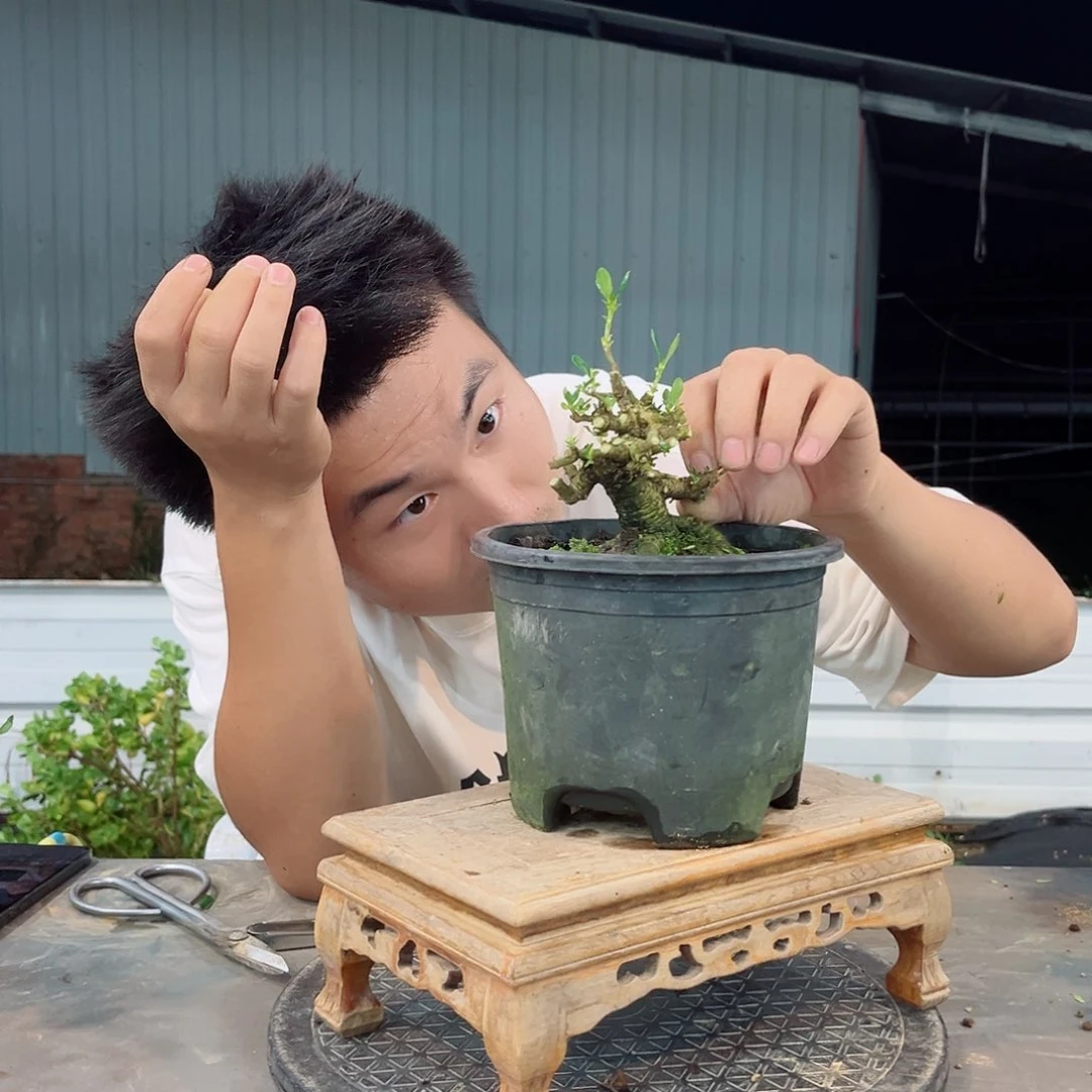 别***o无花朵小叶达摩栀子花链接