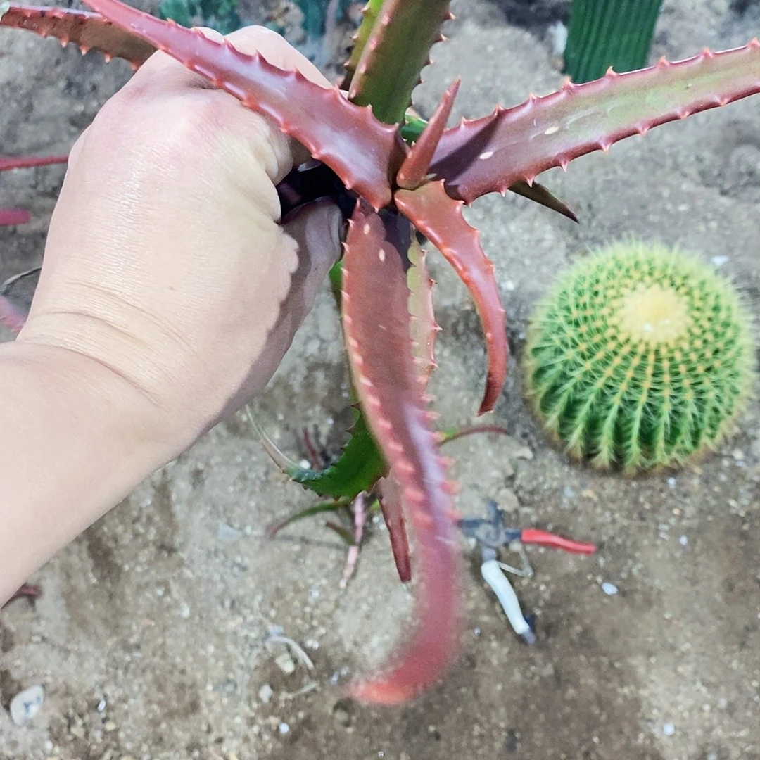 吾*00000000000000000