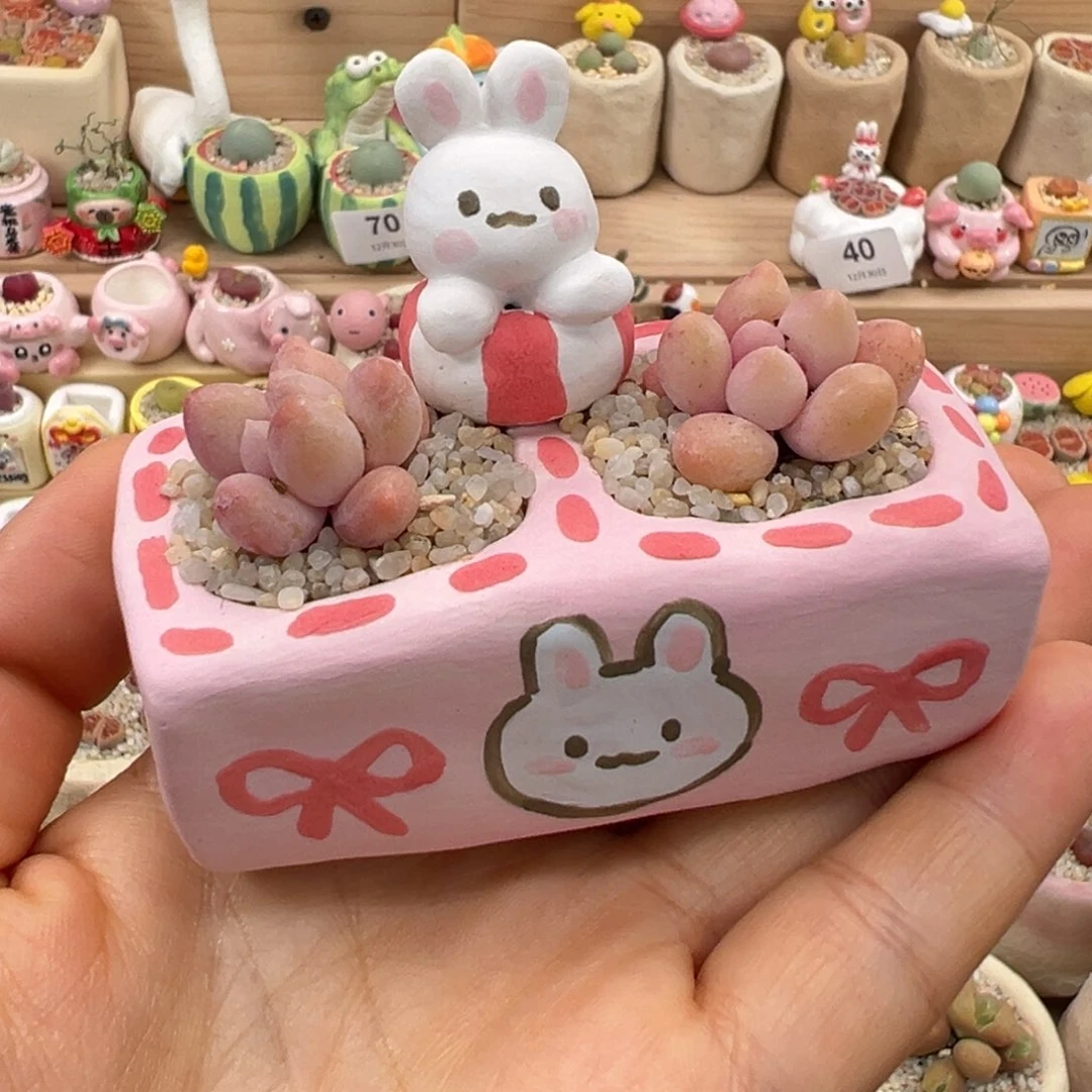 多肉植物86号粉色