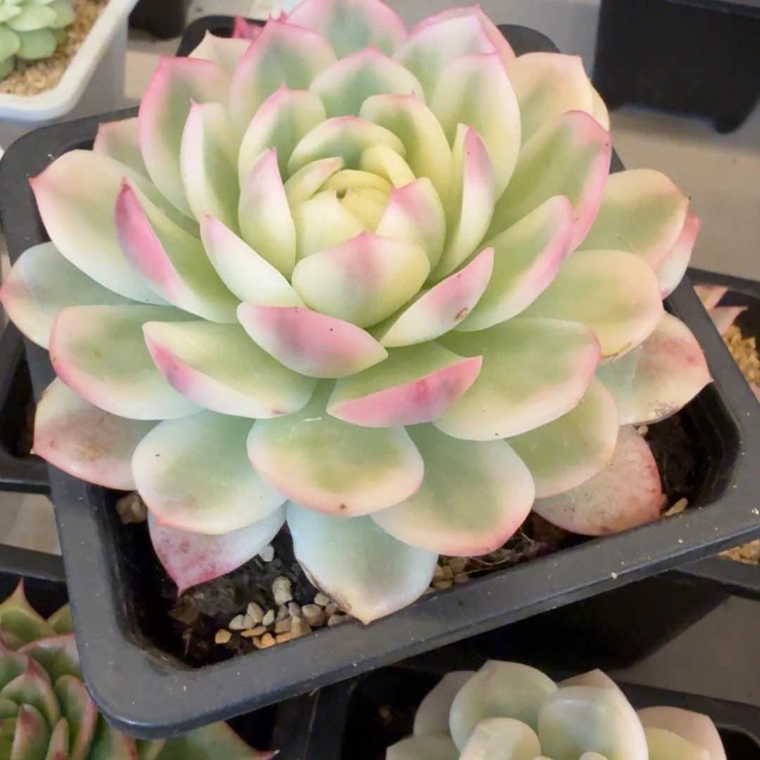 韩水晶 安吉园艺锦