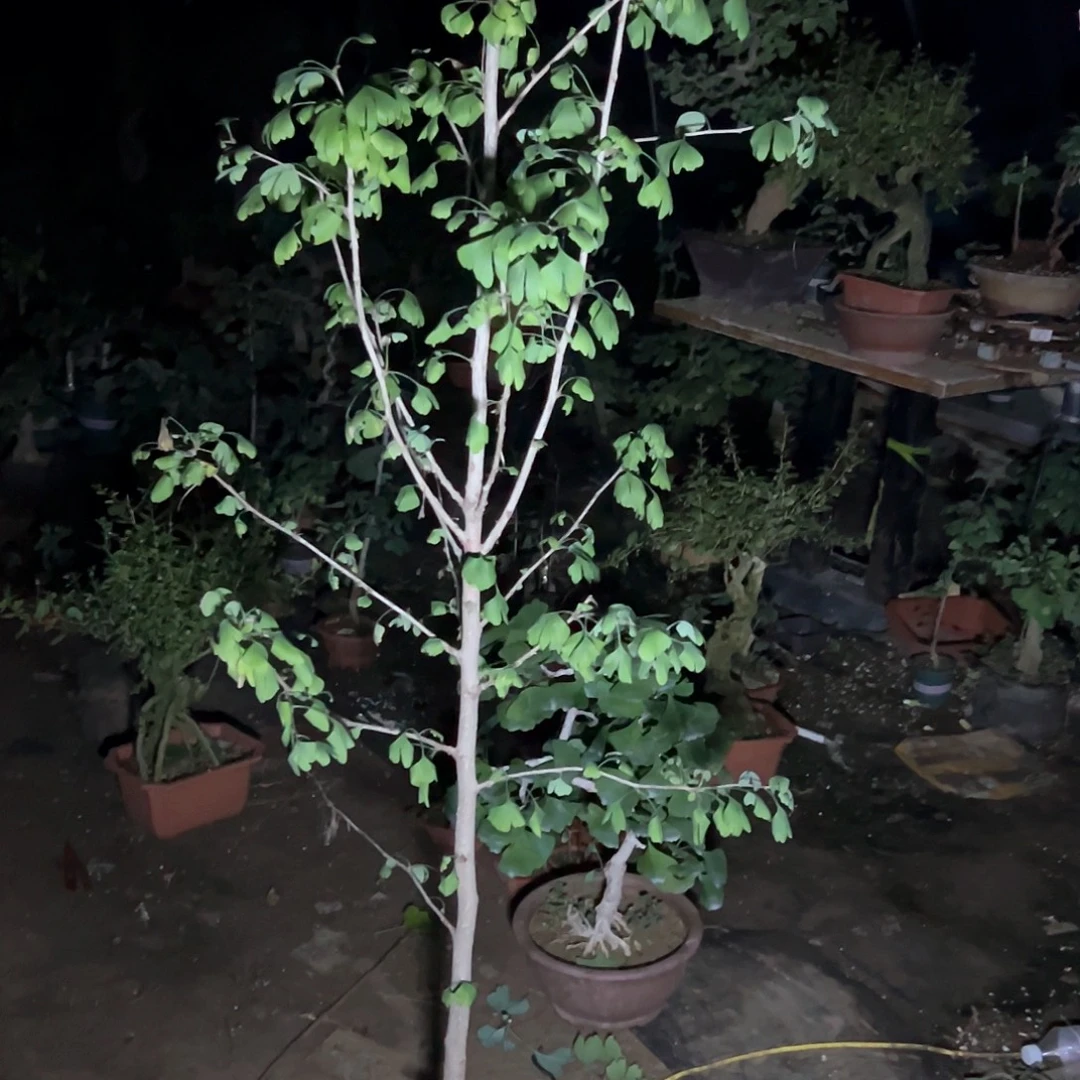 H***、无花朵银杏盆景带盆