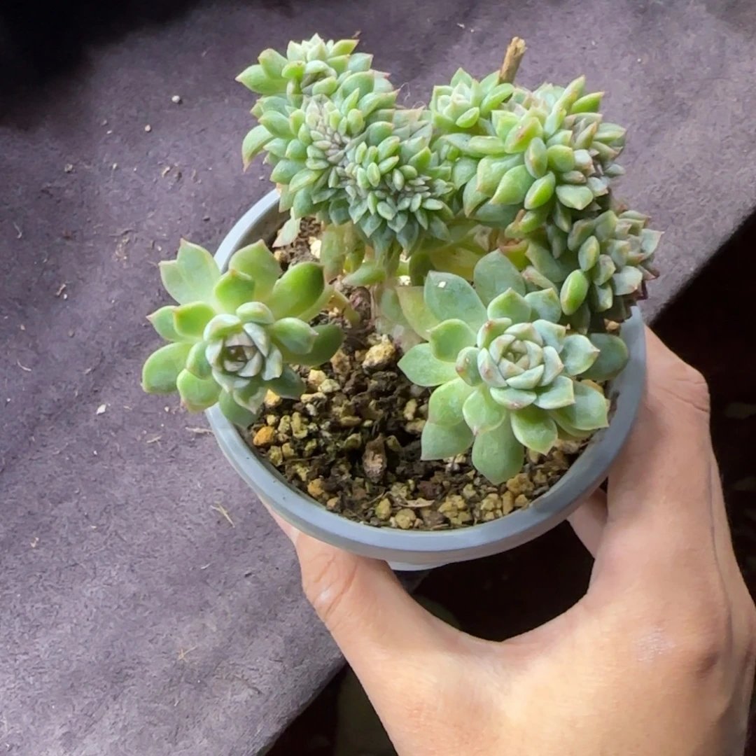 冰魄缀化一物一拍