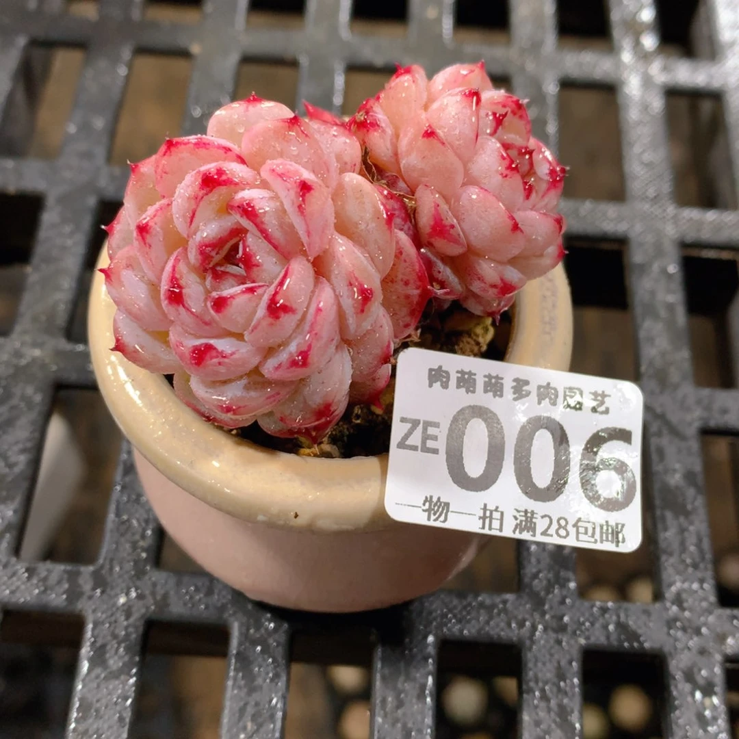 肉萌萌拇指盆精控多肉ZE006