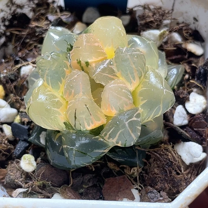 712糊斑水中月锦福利