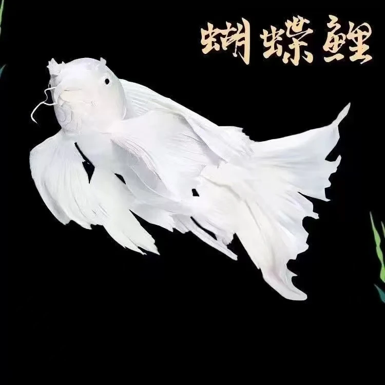 普身贵妃体蝴蝶鲤石膏白观赏鱼精品可混养