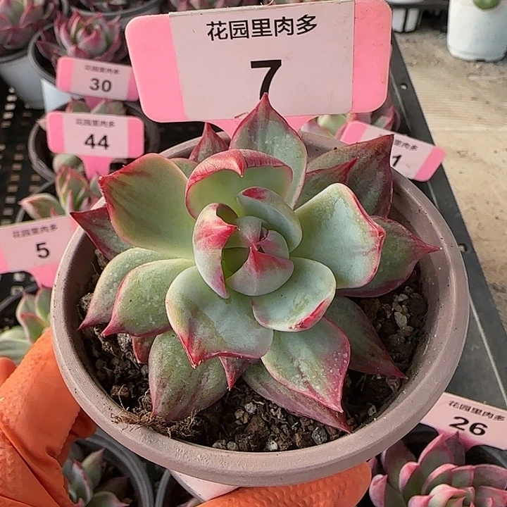 7 惊鸿仙子多肉植物6-9cm