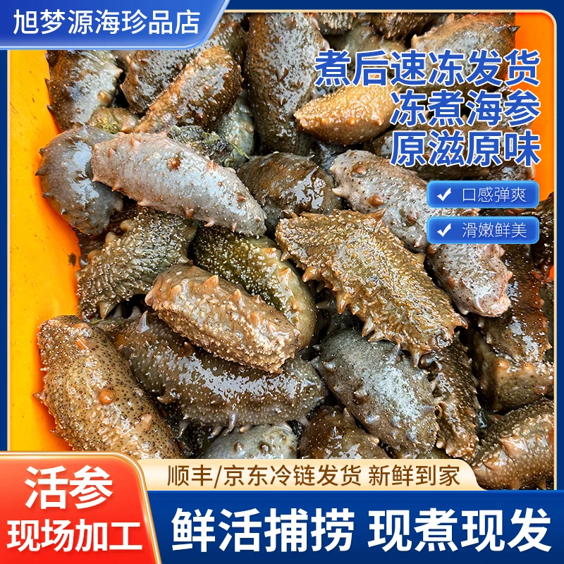 大连活海参 现场捕捞 现场煮 速冻发货 原滋原味养殖户直供辽参