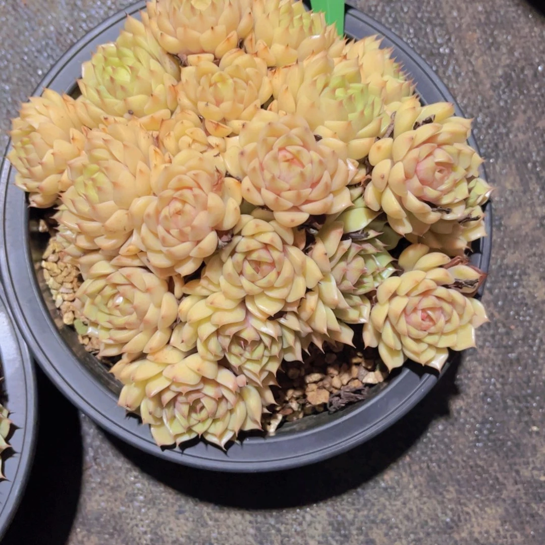 翟***浩笨吧Ａ821一颗一物一拍