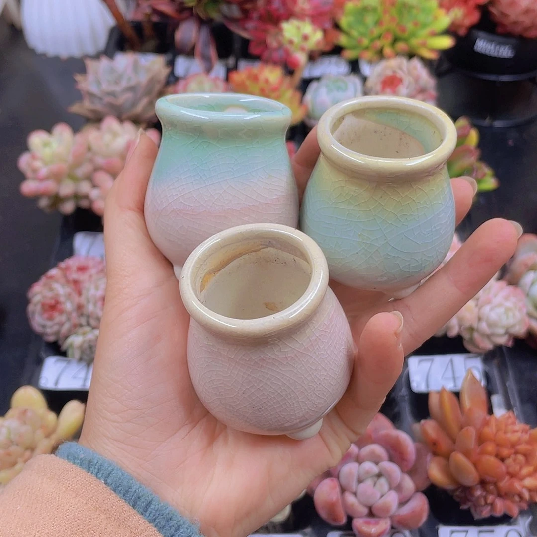 多肉无土栽培多肉植物