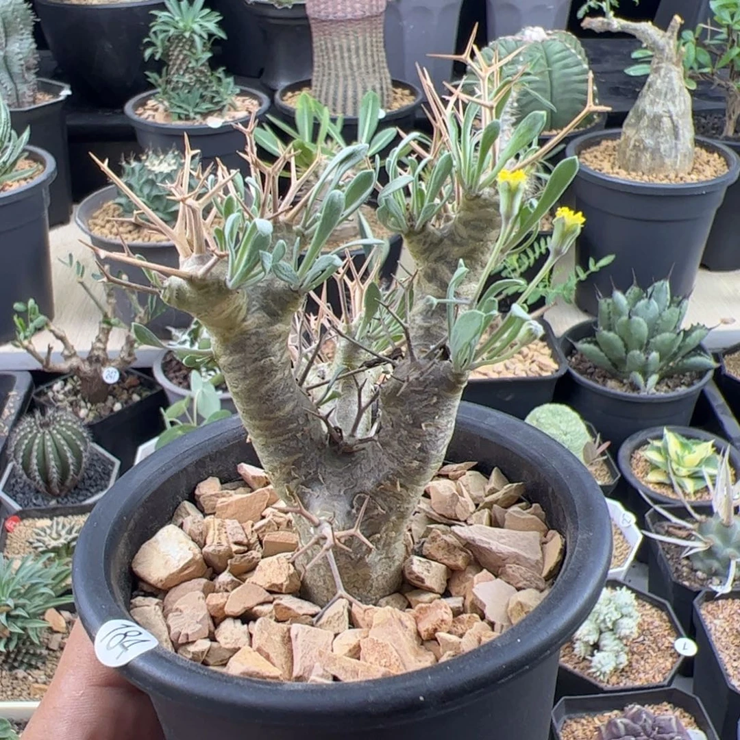 黑鬼殿厚敦菊一物一拍