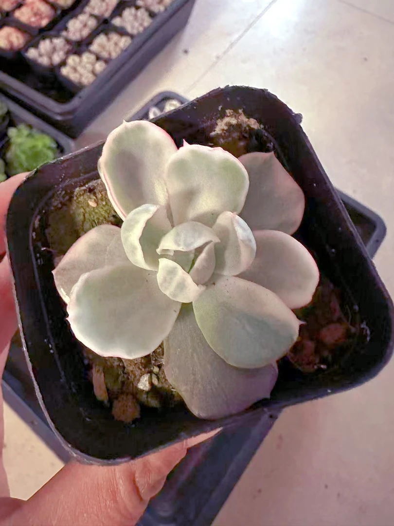 精品伯克利锦多肉植物（满9.9元包邮发货）