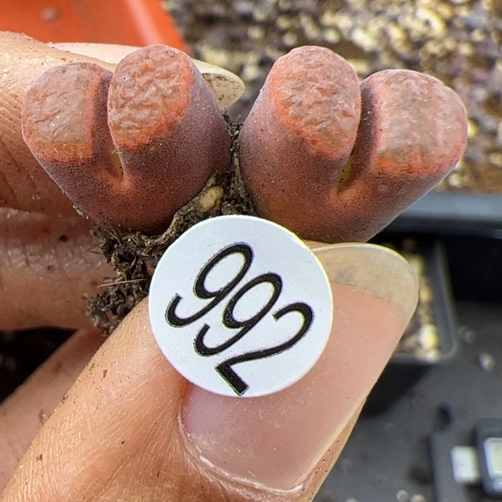 992号这颗多肉有点好看