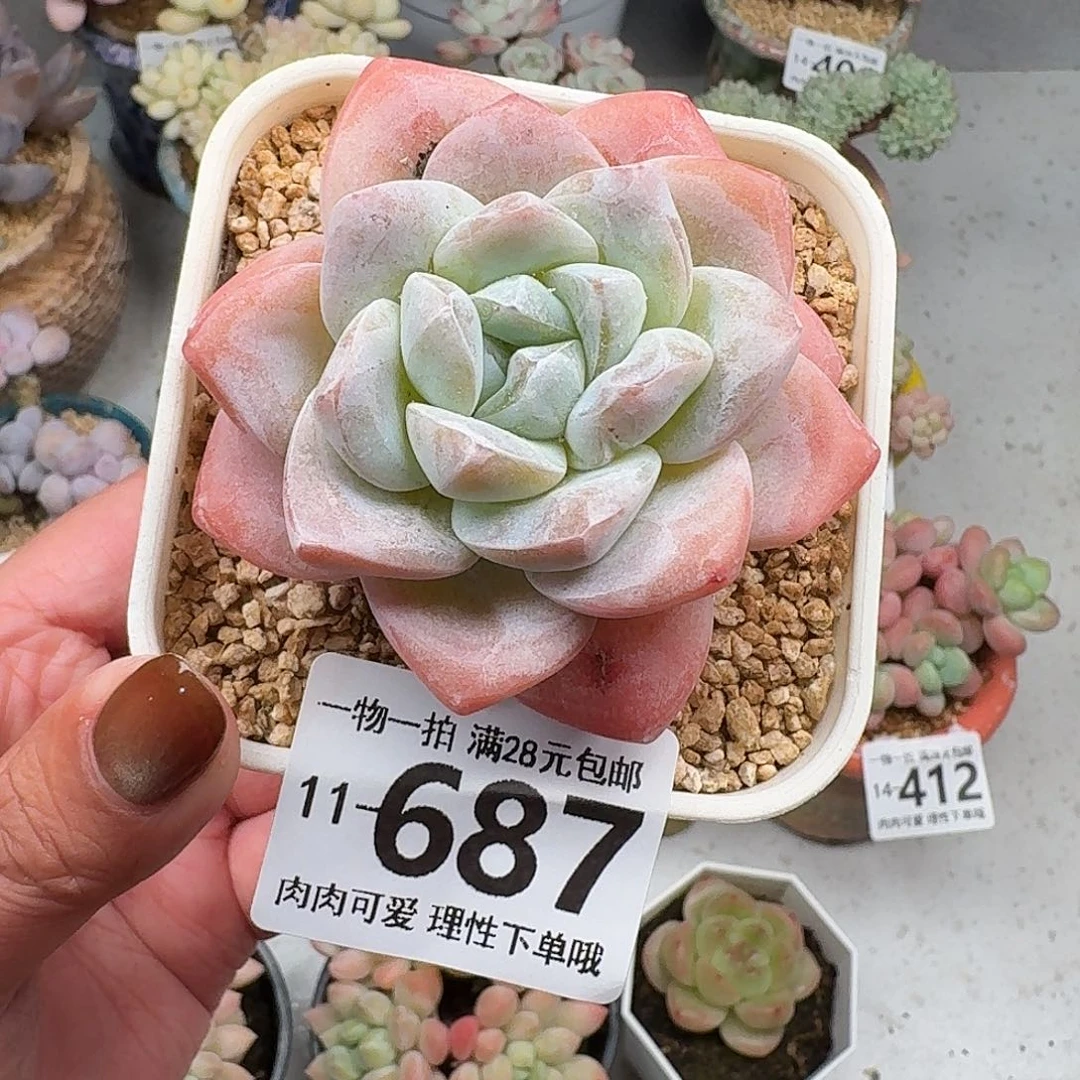 冰玉无盆土发货无