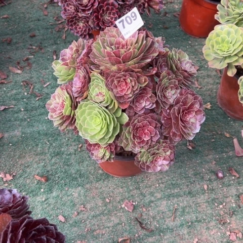 巧***峰709花月夜手捧多肉