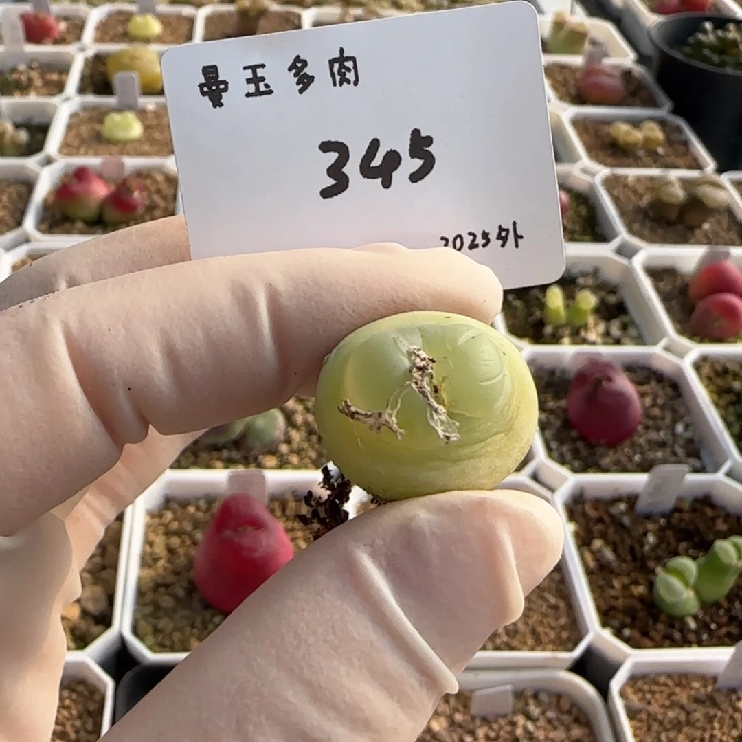 毛**?多肉多肉多肉2025-345