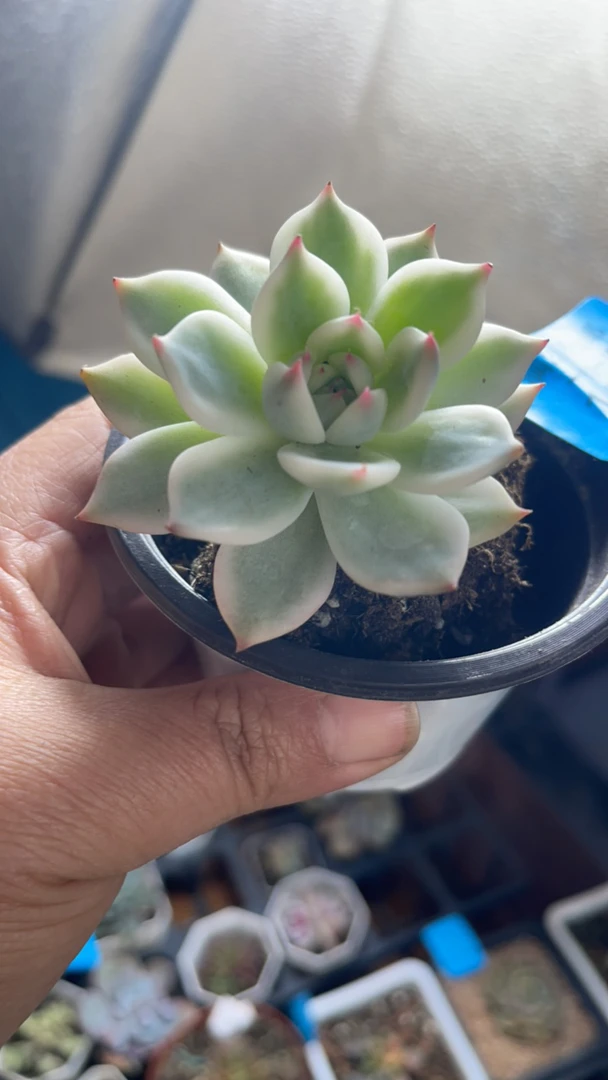 吉娃娃锦香槟锦冰魄锦侧影锦雨滴锦五十铃玉锦紫蝴蝶锦绿抓锦