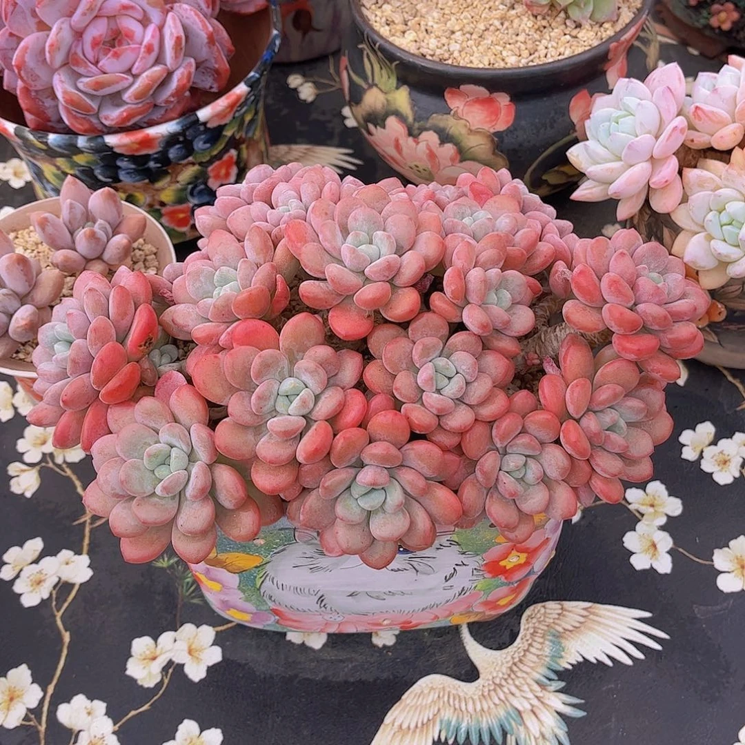 韩版白鹭精品多肉