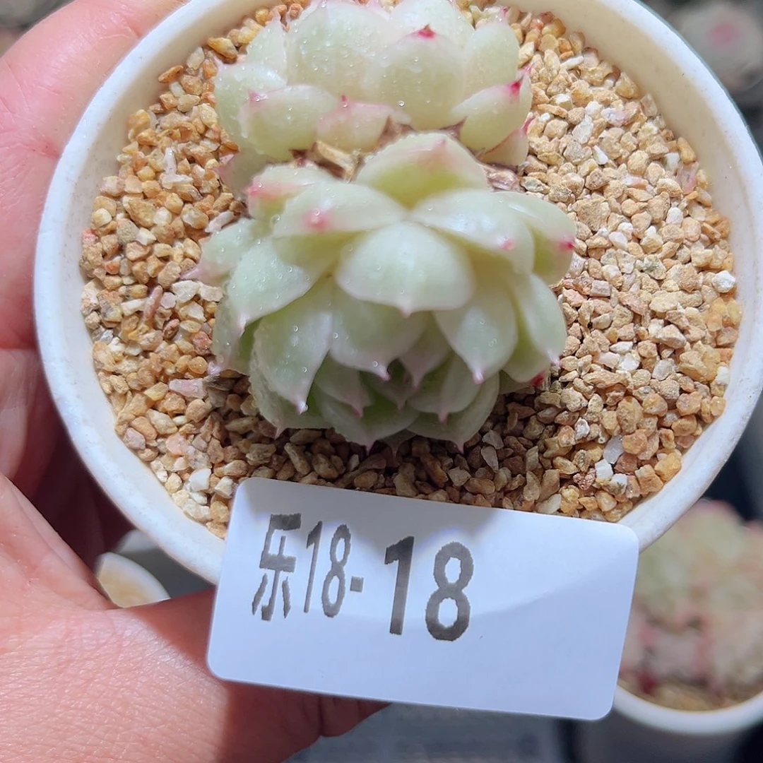 木乐18-18麦秆双头