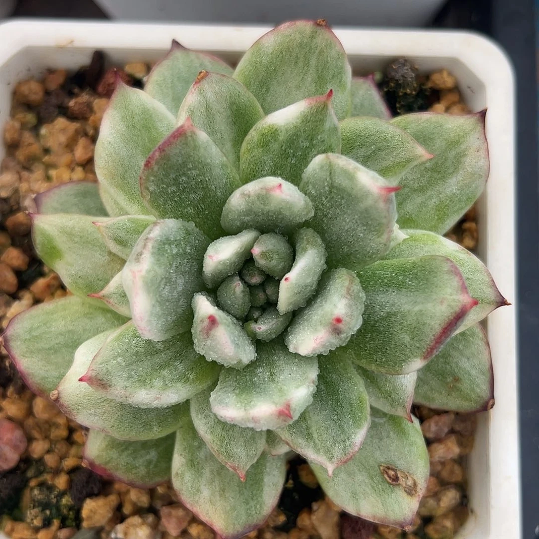 多肉植物一物一拍013