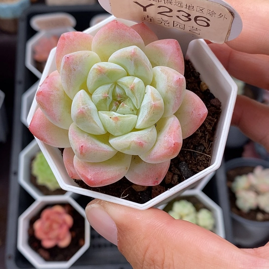 0236 冰玉杂交 5.5cm