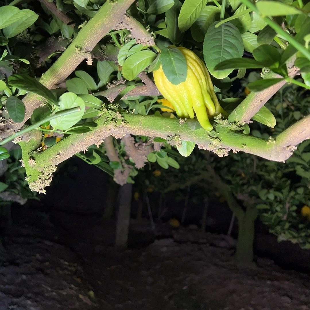 完全开放金华佛手果漂亮的