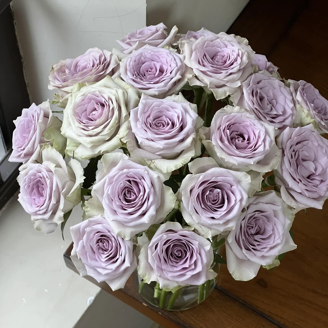 海洋之谜玫瑰 贵港两小时内送货上门