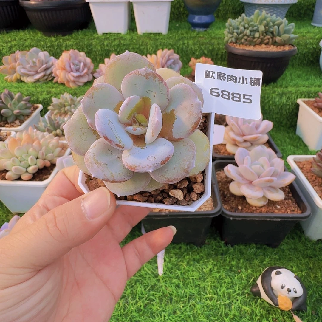 多肉植物奶茶单头6885