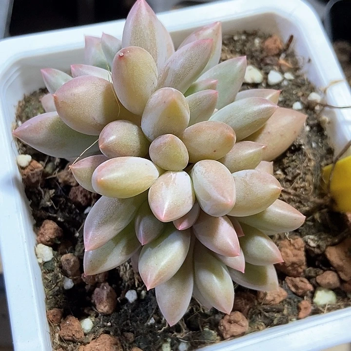 多肉植物车厘子1856