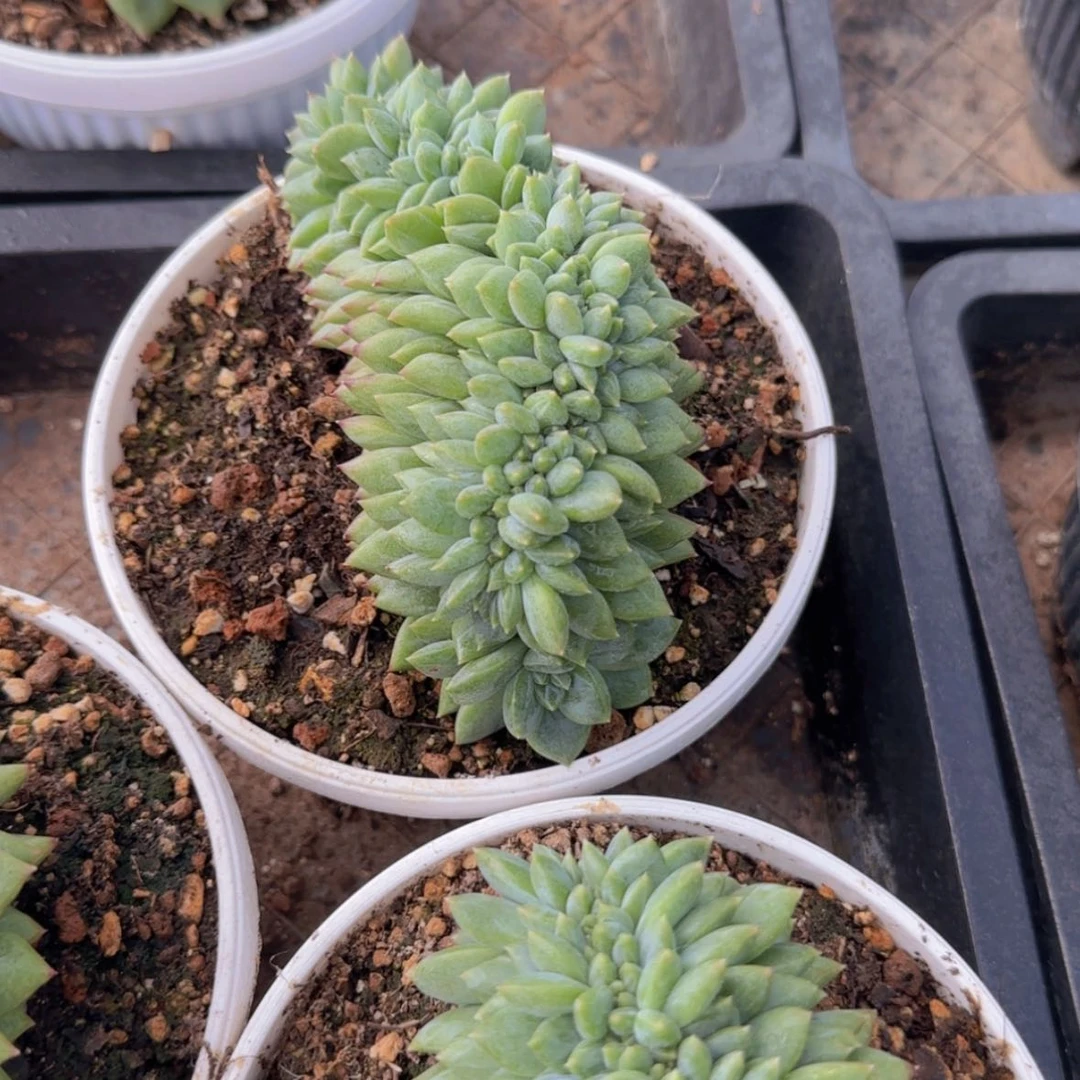 【闪购商品】小绿橙缀化