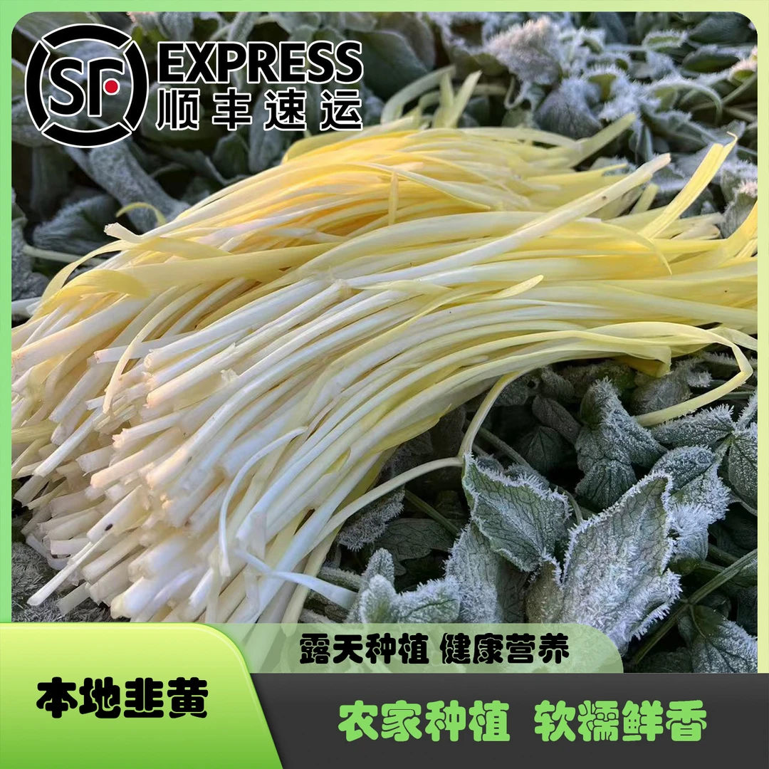 【易小菜精选】苏州农家本地太湖头茬韭黄 软糯鲜香 有机肥种植