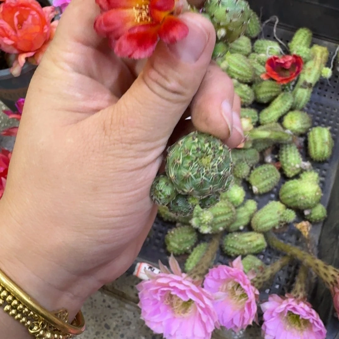 326勾宝火焰很小2个，20包邮无根侧牙很小