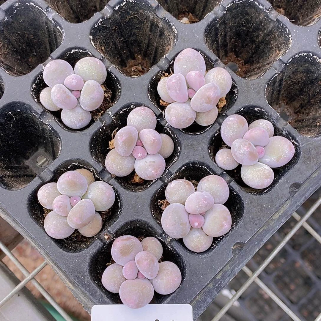 5-66 小紫奶酪7颗一组量拍