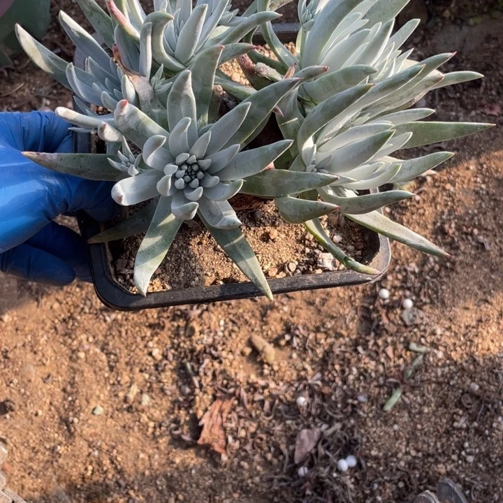 明**水71号奥罗拉多肉植物