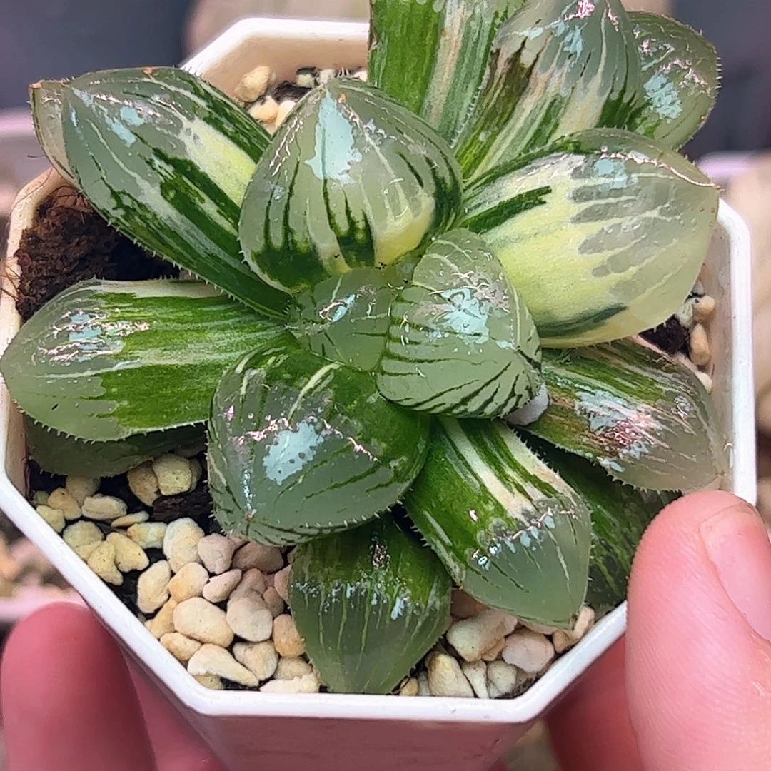 糯玉露亚成株锦十二卷多肉植物