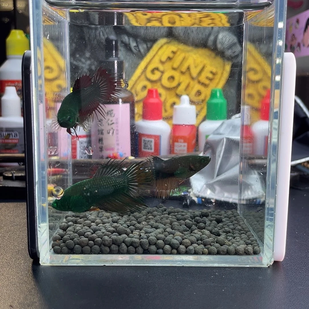 斗鱼63号107早绿毒母4