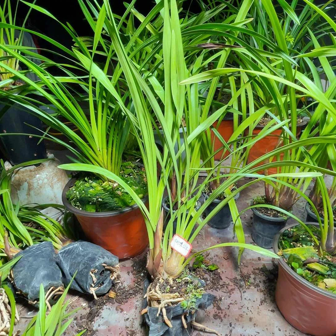 无花朵开花结果没问题