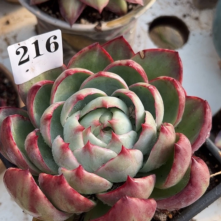 惊鸿惊鸿惊鸿216叶展 15默认裸根发货