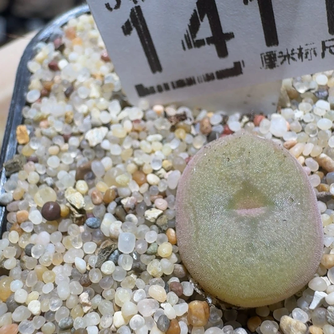 Zzzzz精品生石花1411