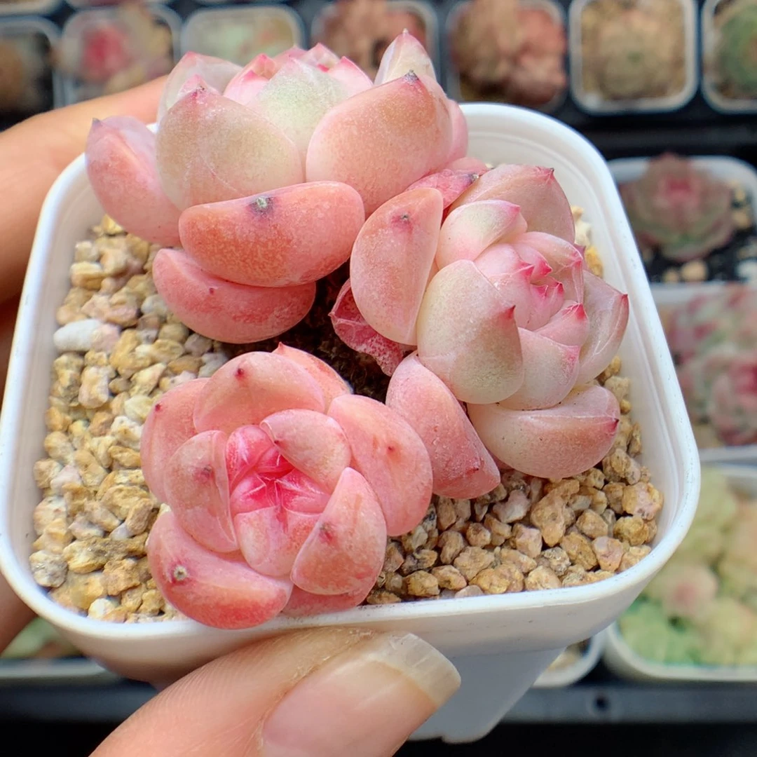 多肉植物。 糖心19