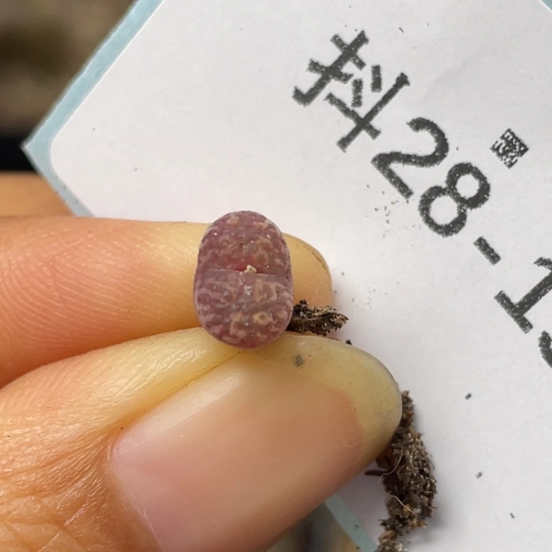 28-15马克杂多肉植物