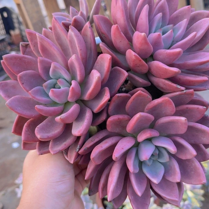 桃花源大盆三头起